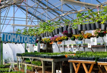 Community Plant Sale