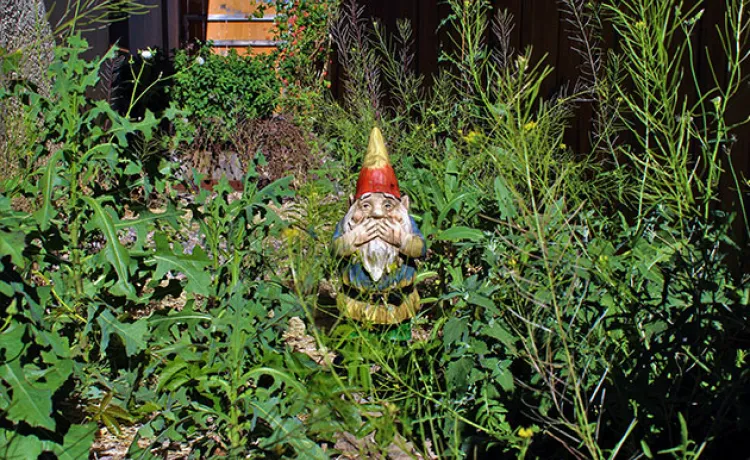 garden-weeding
