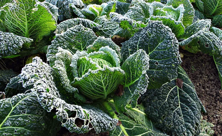 growing-gardens-frost-september