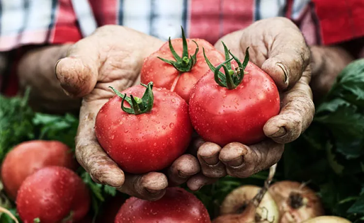 growing-gardens-tomatoes