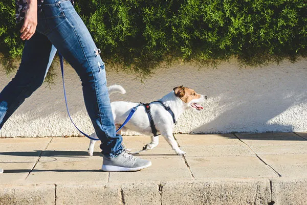 walk-dog